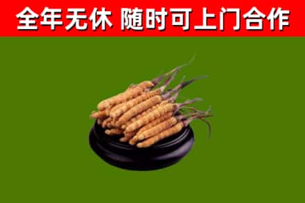 古丈回收散虫草