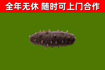 古丈回收海参干